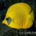 butterflyfish_masked_ss_si_h_0025_egy1524.jpg